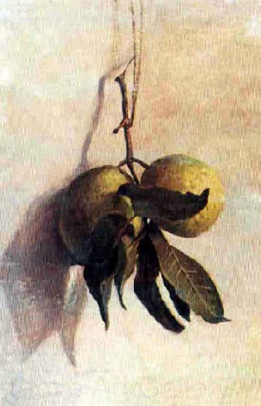 Benedito Calixto Guava